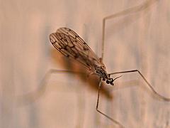 Limoniid Crane Fly